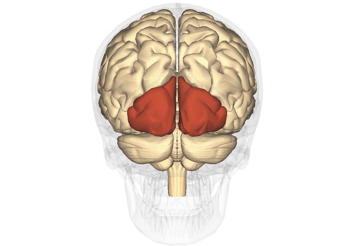 centru de vedere subcortical și cortical