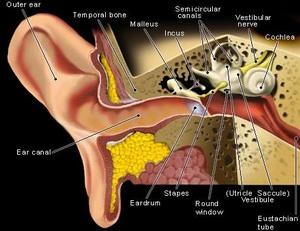 sistemul auditiv