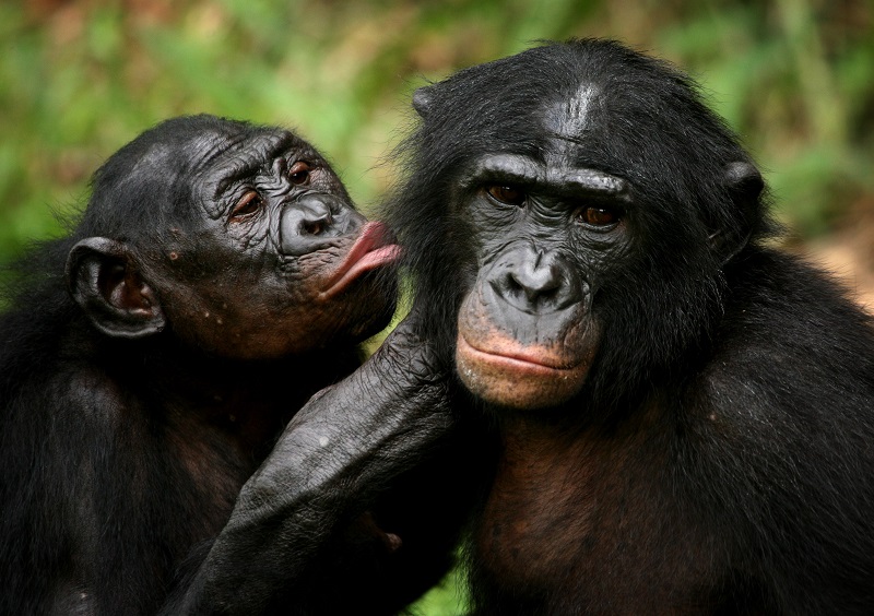 Imagini pentru cimpanzei bonobo