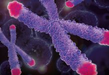 Limita lui Hayflick si marimea telomerului