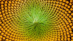 fibonacci