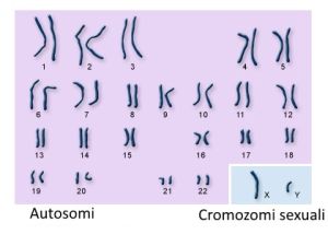 autosomo