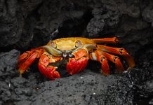 Cum functioneaza evolutia?