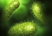 Primele forme de viata de pe Pamant