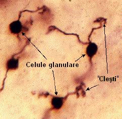 celule-glanulare