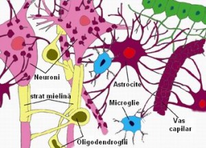 celule-gliale-si-neuroni