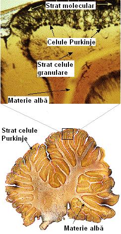 cerebel2