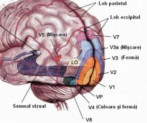 centru de vedere subcortical și cortical