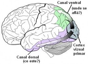 centru de vedere subcortical și cortical