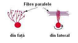 fibre paralele