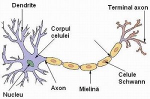 neuron