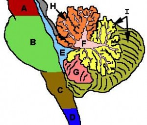 regiuni-cerebel