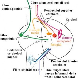 schema-cerebel